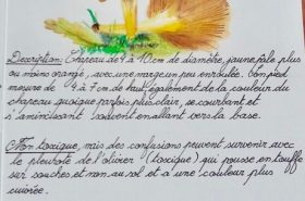 Fiche champignons par Julie